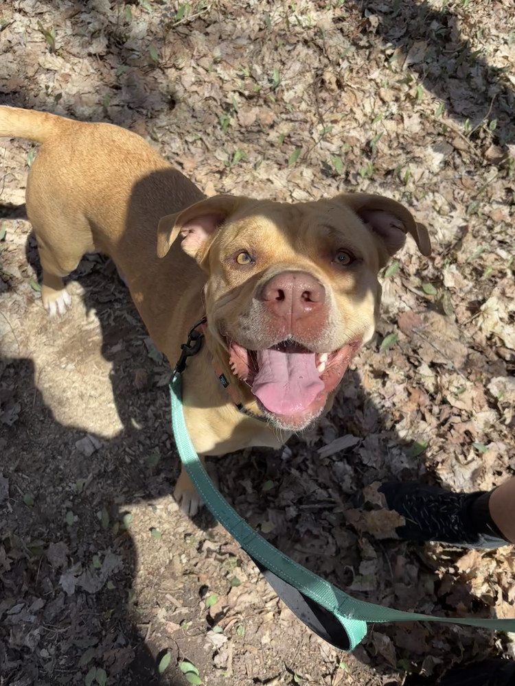 Darlene, an adoptable Mixed Breed in Houghton, MI, 49931 | Photo Image 1
