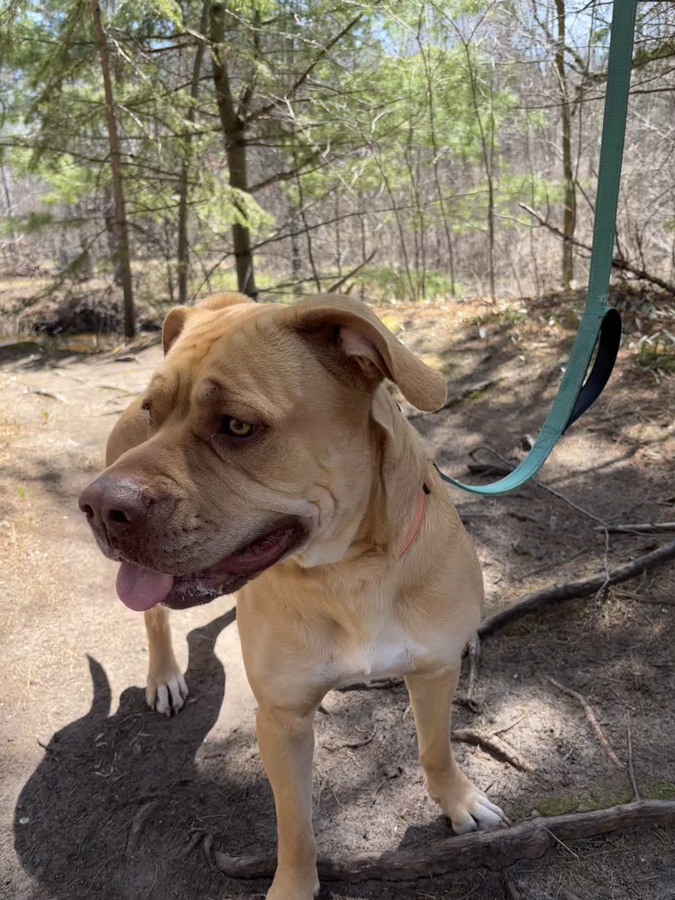 Darlene, an adoptable Mixed Breed in Houghton, MI, 49931 | Photo Image 2