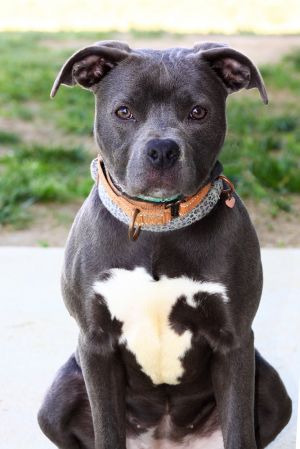 Ziggy, Young Female Pit Bull Terrier