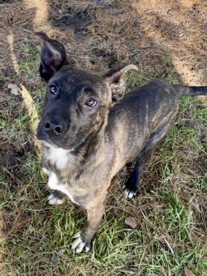 Tootsie Roll, Young Female Mixed Breed