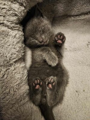 Lucky, Baby Male Domestic Short Hair