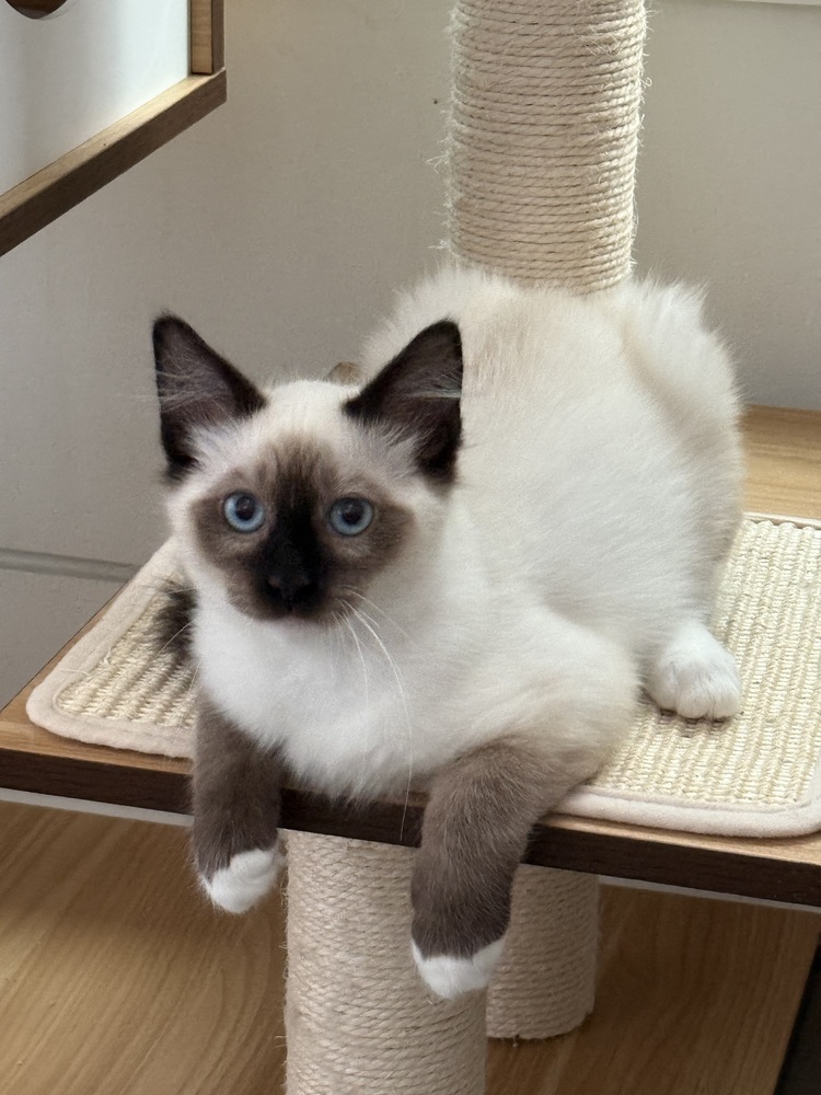 Alexander MCQueen, an adoptable Balinese, Siamese in Dallas, TX, 75228 | Photo Image 1