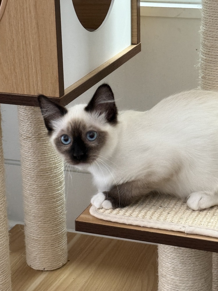 Alexander MCQueen, an adoptable Balinese, Siamese in Dallas, TX, 75228 | Photo Image 2