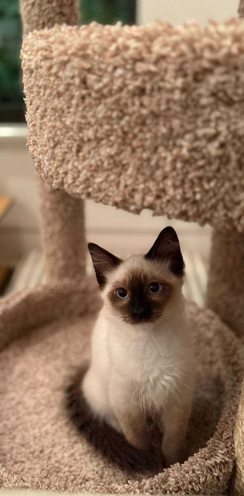Alexander MCQueen, an adoptable Balinese, Siamese in Dallas, TX, 75228 | Photo Image 4