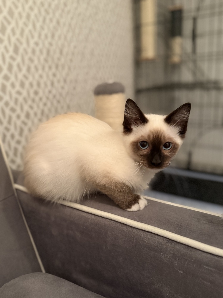 Alexander MCQueen, an adoptable Balinese, Siamese in Dallas, TX, 75228 | Photo Image 5