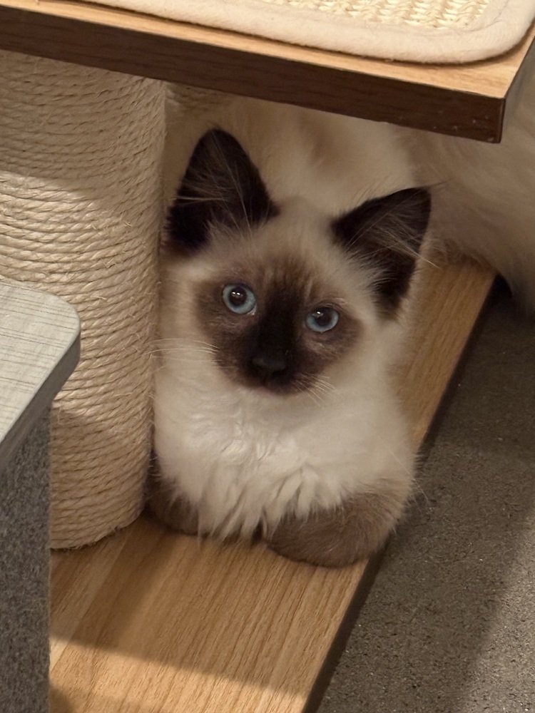 Alexander MCQueen, an adoptable Balinese, Siamese in Dallas, TX, 75228 | Photo Image 6
