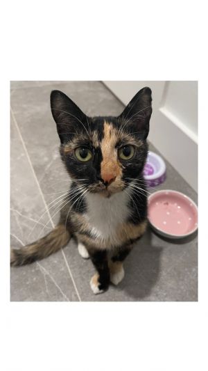 Missy, Young Female unknown