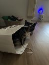 Missy photo 5