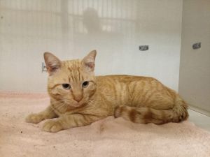 Kayak, Young Male Tabby