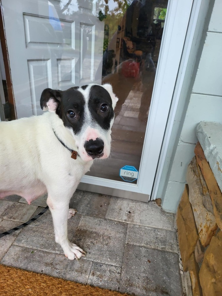 Lily (Daisy)
