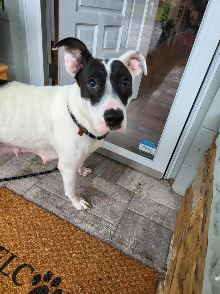 Lily (Daisy)