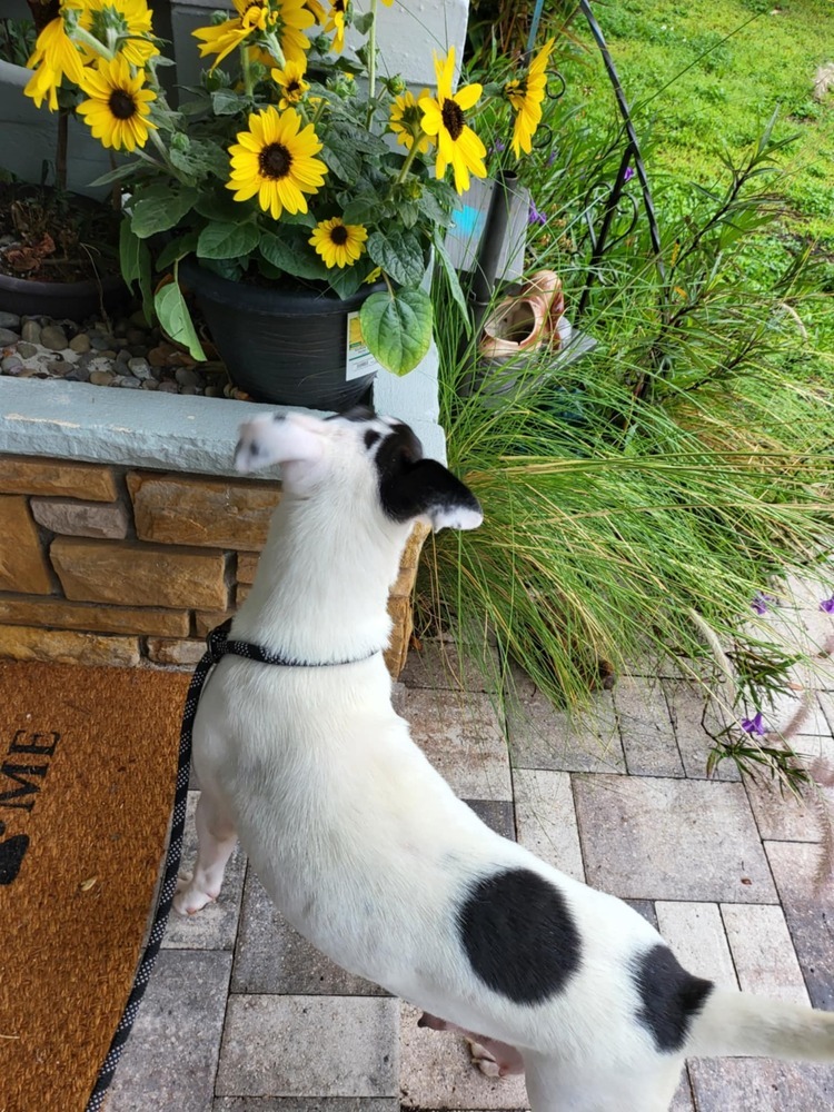 Lily (Daisy)