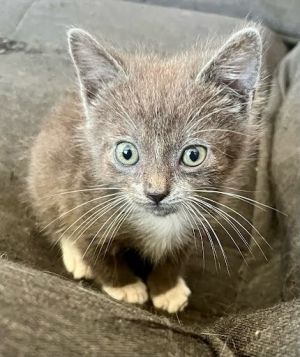 All catskittens will be spayedneutered unless spayneuter contract is signed with additional depos