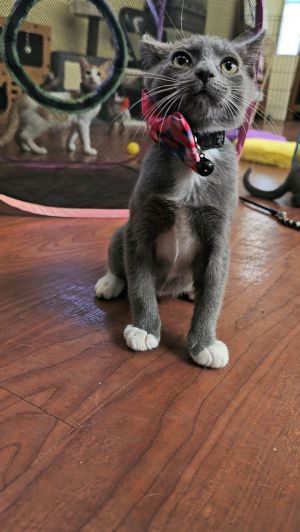 Meet Peanut my energetic Manx kitten whos crazy in love with lifeand everyone around him Hes a b