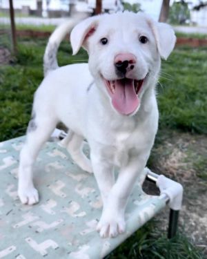 Hamlet, Baby Male Australian Shepherd