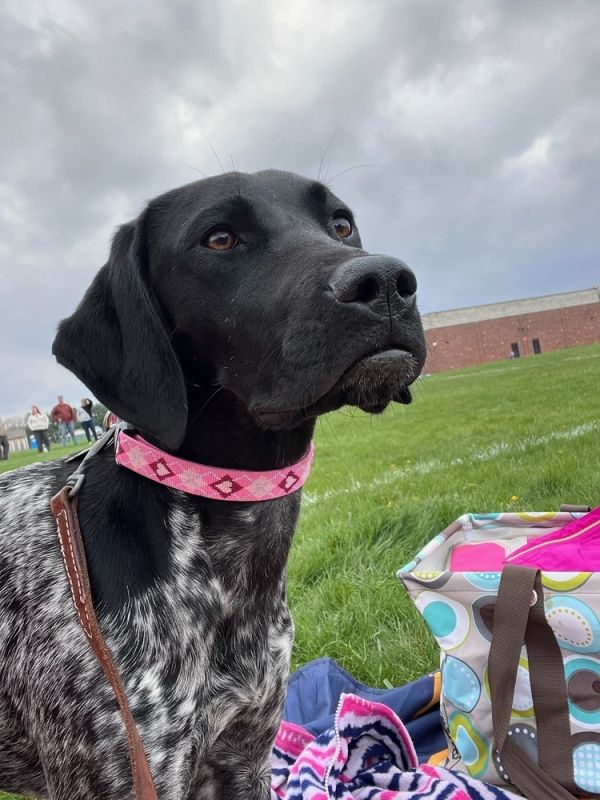 Rosie photo 1