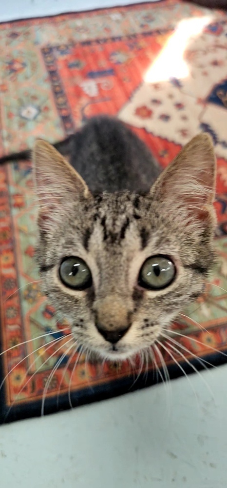 Patsy