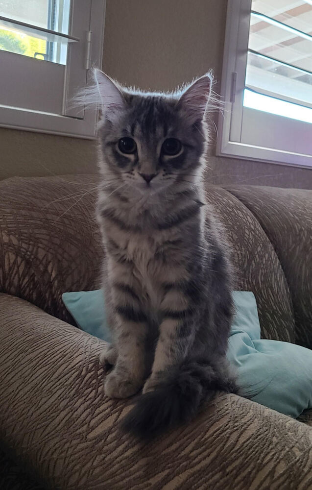 Fluffy Girl