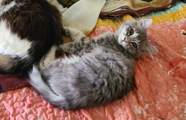 Fluffy Girl