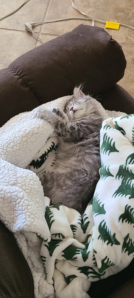 Fluffy Girl