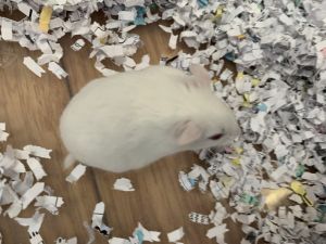 Betsie, Adult Female Hamster