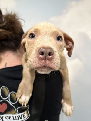 Leo, Adult Male Pit Bull Terrier