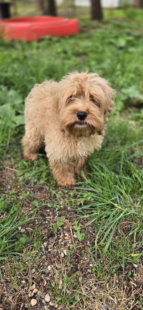 Harold, an adoptable Cockapoo in Plymouth, MI, 48170 | Photo Image 1