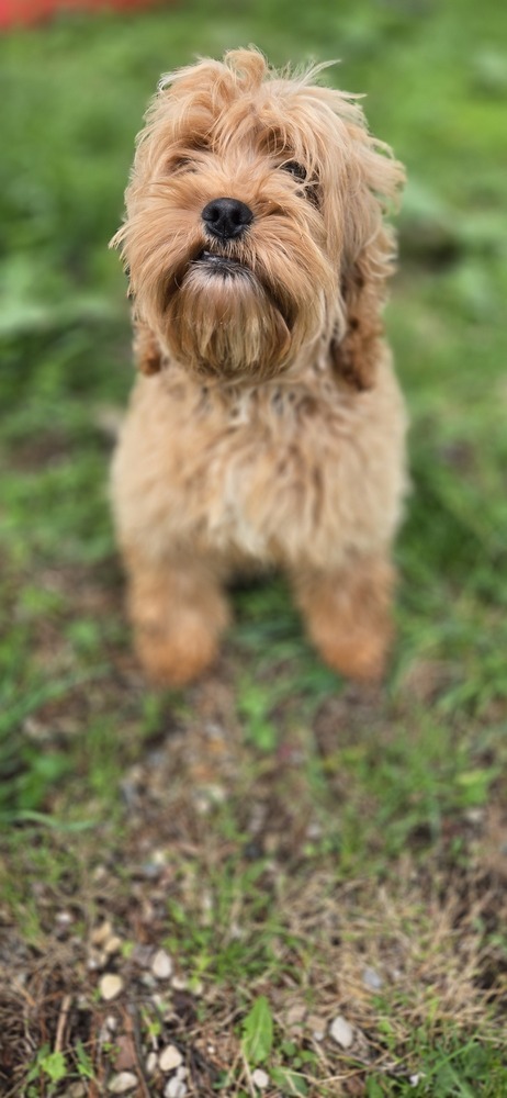 Harold, an adoptable Cockapoo in Plymouth, MI, 48170 | Photo Image 2