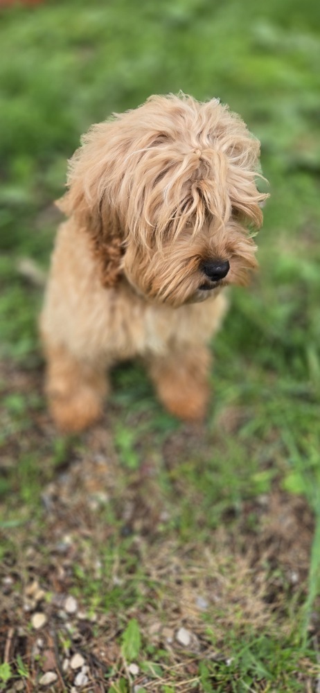 Harold, an adoptable Cockapoo in Plymouth, MI, 48170 | Photo Image 3