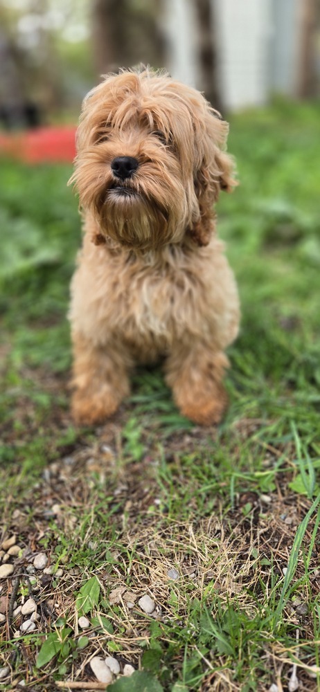 Harold, an adoptable Cockapoo in Plymouth, MI, 48170 | Photo Image 4