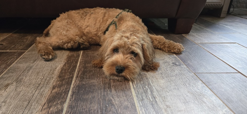 Harold, an adoptable Cockapoo in Plymouth, MI, 48170 | Photo Image 6