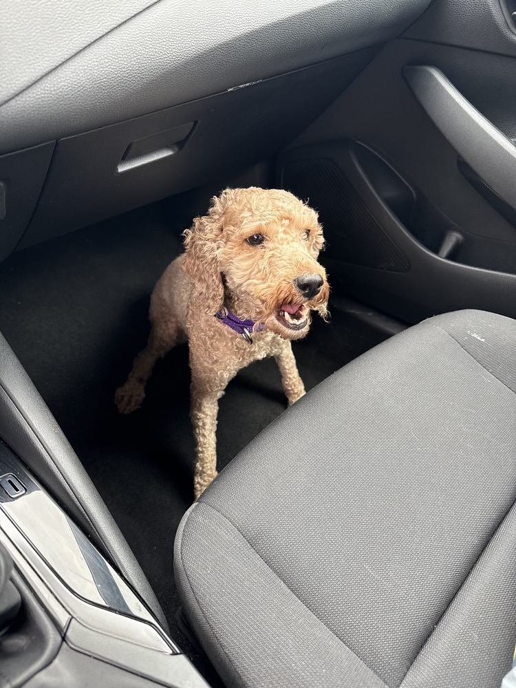 Edna, an adoptable Poodle, Cockapoo in Plymouth, MI, 48170 | Photo Image 1
