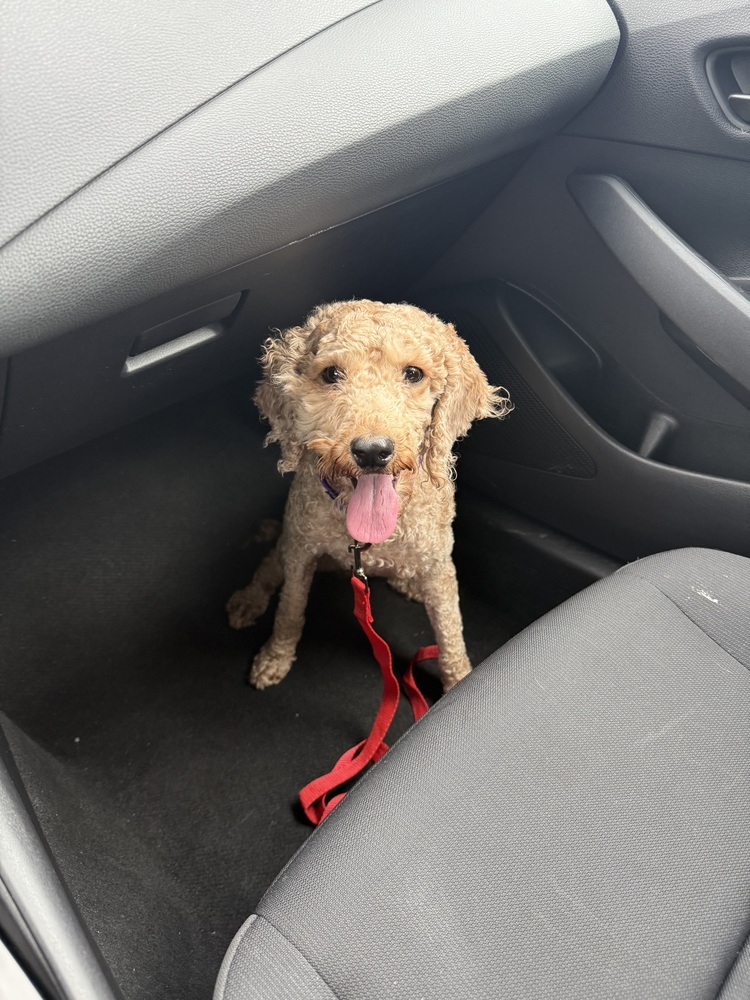 Edna, an adoptable Poodle, Cockapoo in Plymouth, MI, 48170 | Photo Image 2