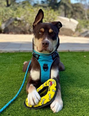 Paco, Adult Male Siberian Husky