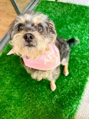 Wilma, Adult Female Terrier