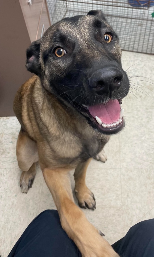 Rogue, an adoptable Belgian Shepherd / Malinois in Rock Springs, WY, 82901 | Photo Image 1