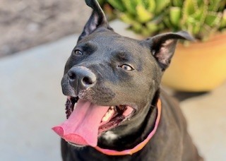 Gracie
