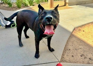 Gracie
