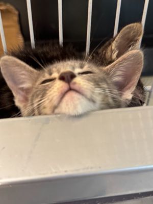 Chia Tea, Baby Male Domestic Medium Hair