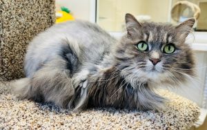 Genesis, Adult Female Domestic Long Hair