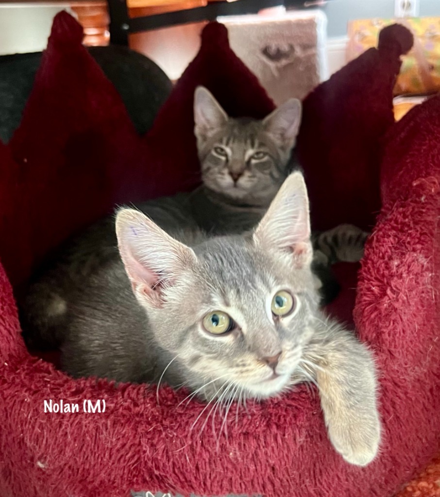 1/2-192-Nolan Purrcival bonded with Cymbal in foster care