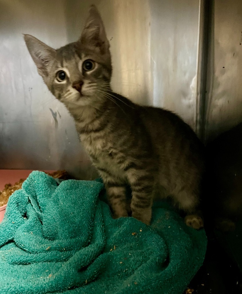 1/2-192-Nolan Purrcival bonded with Cymbal in foster care