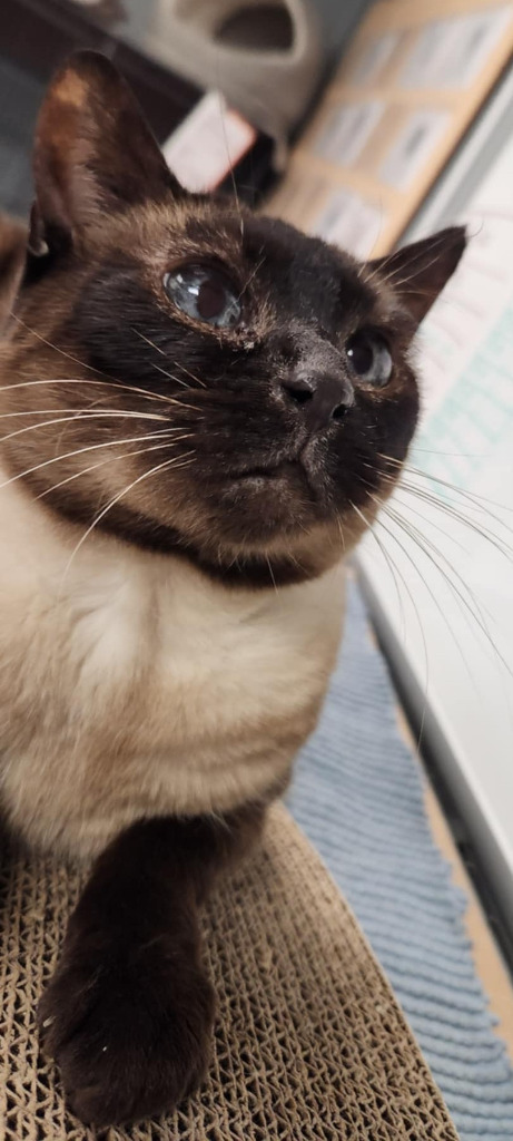 Cookie