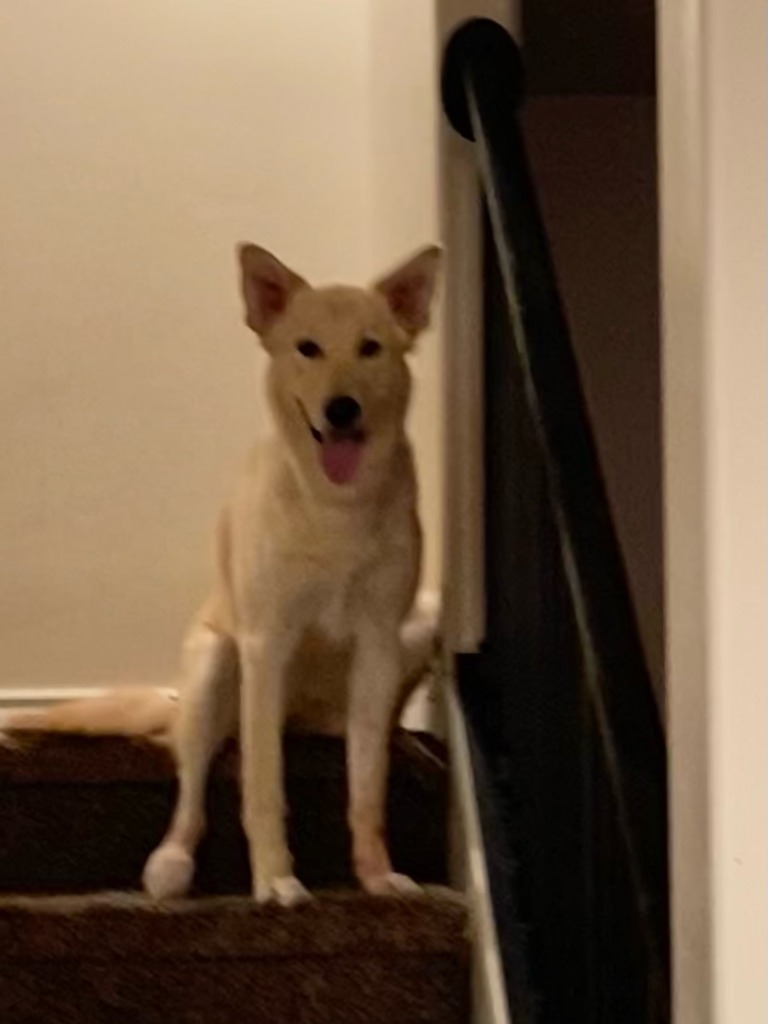 Kida