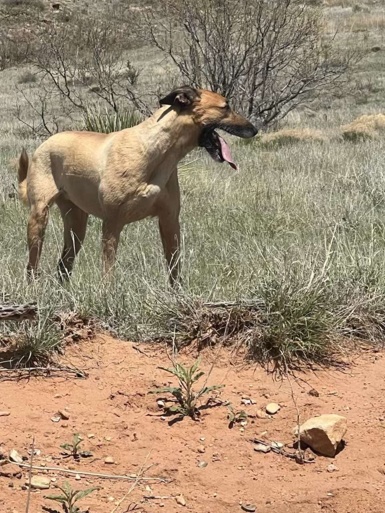 Kia, an adoptable Mixed Breed, Airedale Terrier in Tucumcari, NM, 88401 | Photo Image 1