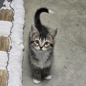 Cougar, Baby Female Domestic Short Hair