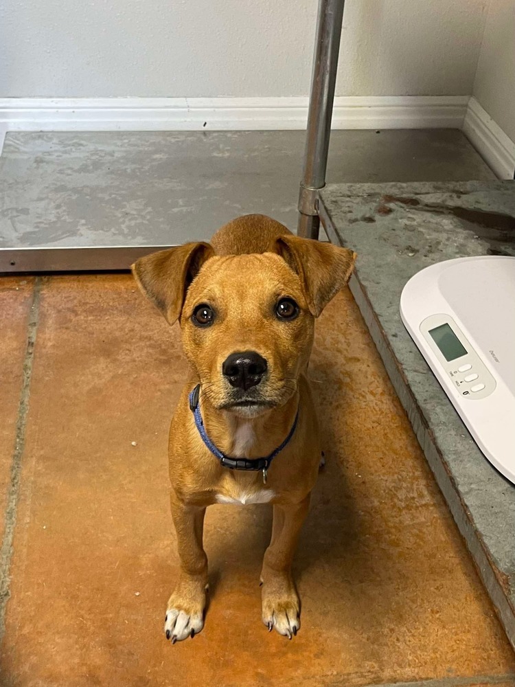 Scrappy Doo