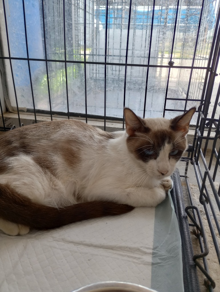 Erica, an adoptable Domestic Short Hair in Brownwood, TX, 76801 | Photo Image 1