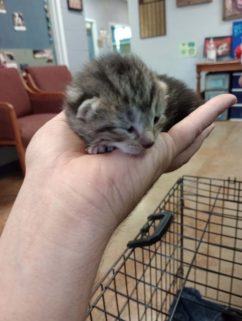 Drei, an adoptable Domestic Short Hair in Brownwood, TX, 76801 | Photo Image 1