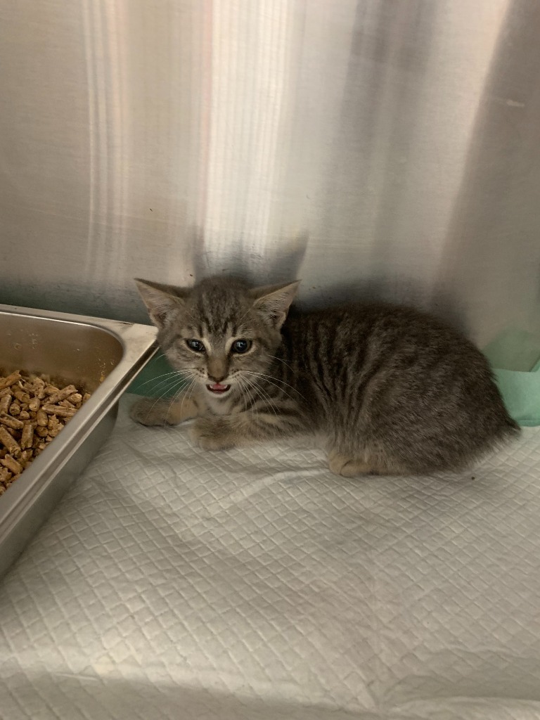 Hippy, an adoptable Domestic Short Hair in Brownwood, TX, 76801 | Photo Image 1